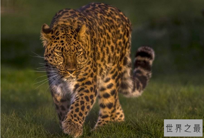 世界十大最稀有的动物 即将消失的物种，你认识几个