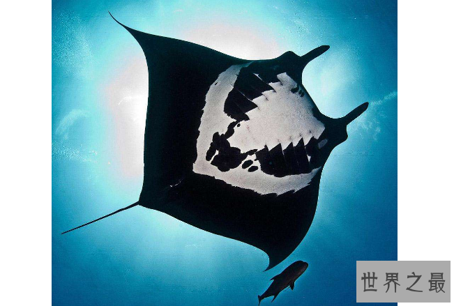 细数世界十大最奇怪的动物 长得像蝙蝠的鱼，你见过吗