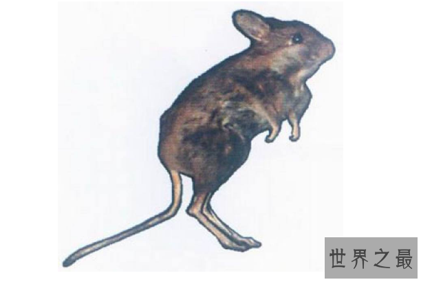 细数世界十大最奇怪的动物 长得像蝙蝠的鱼，你见过吗