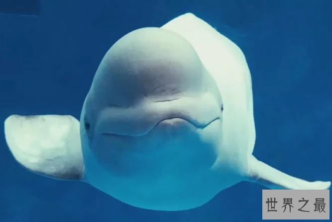 细数世界十大最奇怪的动物 长得像蝙蝠的鱼，你见过吗