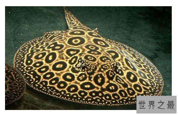 细数世界十大最奇怪的动物 长得像蝙蝠的鱼，你见过吗