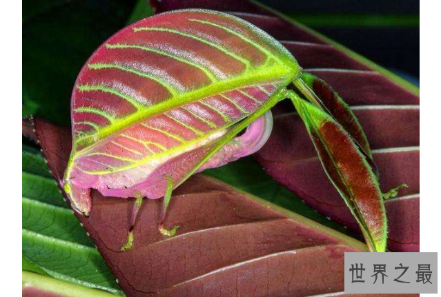 细数世界十大最奇怪的动物 长得像蝙蝠的鱼，你见过吗