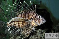 世界十大深海鱼类 线鳗科/囊头鲉亚科等你了解哪几类