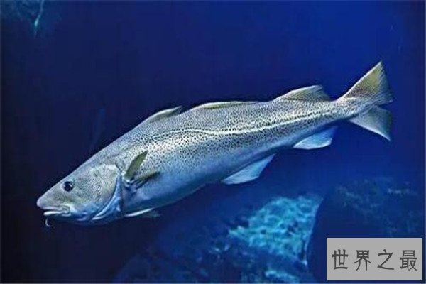 世界十大深海鱼类 线鳗科/囊头鲉亚科等你了解哪几类