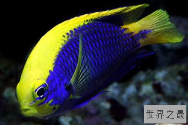 世界十大深海鱼类 线鳗科/囊头鲉亚科等你了解哪几类