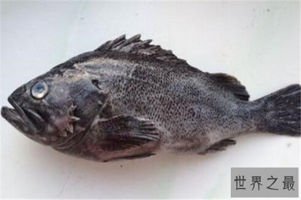 世界十大深海鱼类 线鳗科/囊头鲉亚科等你了解哪几类