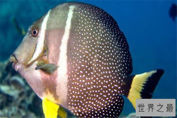 世界十大深海鱼类 线鳗科/囊头鲉亚科等你了解哪几类
