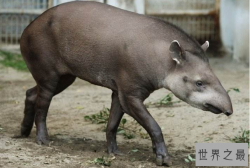 细数世界十大最奇怪的动物 长得像蝙蝠的鱼，你见过吗