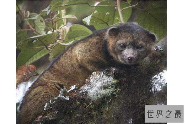 细数世界十大最奇怪的动物 长得像蝙蝠的鱼，你见过吗