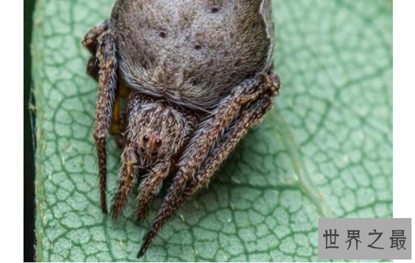 细数世界十大最奇怪的动物 长得像蝙蝠的鱼，你见过吗