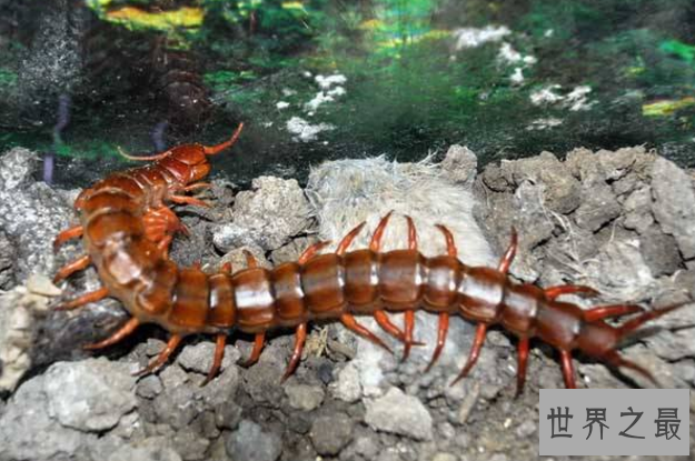 细数世界十大最奇怪的动物 长得像蝙蝠的鱼，你见过吗