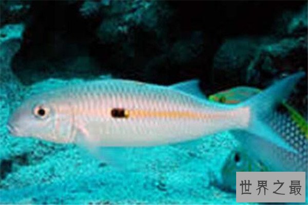 世界十大深海鱼类 线鳗科/囊头鲉亚科等你了解哪几类