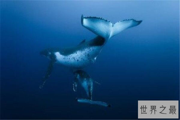 世界十大深海鱼类 线鳗科/囊头鲉亚科等你了解哪几类