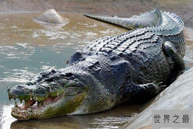 世界上最危险的十大动物 大白鲨仅列第五，大象最凶猛