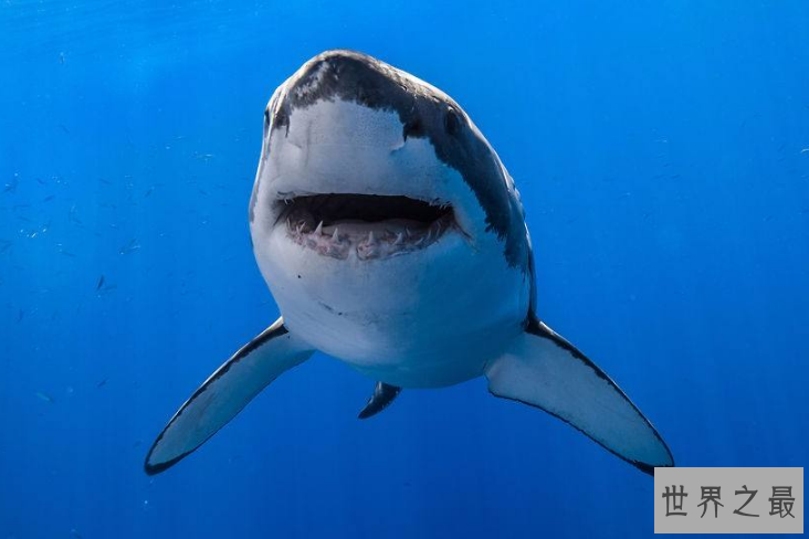 世界上最危险的十大动物 大白鲨仅列第五，大象最凶猛