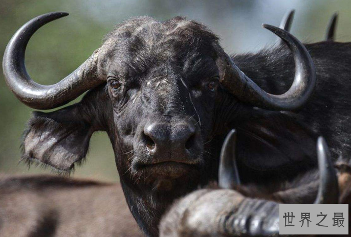 世界上最危险的十大动物 大白鲨仅列第五，大象最凶猛