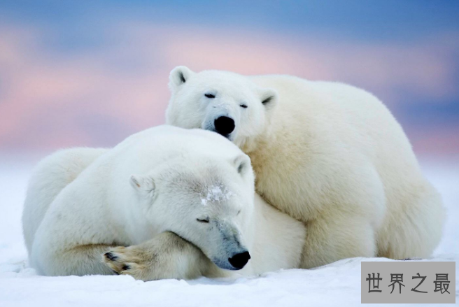 世界上最危险的十大动物 大白鲨仅列第五，大象最凶猛