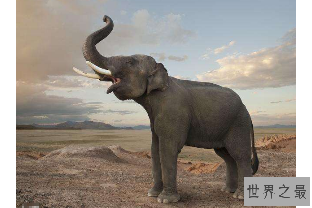 世界上最危险的十大动物 大白鲨仅列第五，大象最凶猛