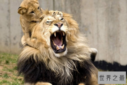 世界上最危险的十大动物 大白鲨仅列第五，大象最凶猛