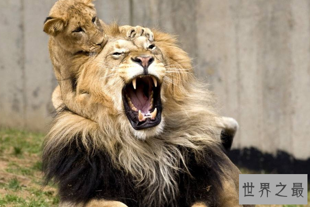 世界上最危险的十大动物 大白鲨仅列第五，大象最凶猛