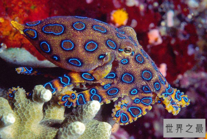 世界上最危险的十大动物 大白鲨仅列第五，大象最凶猛