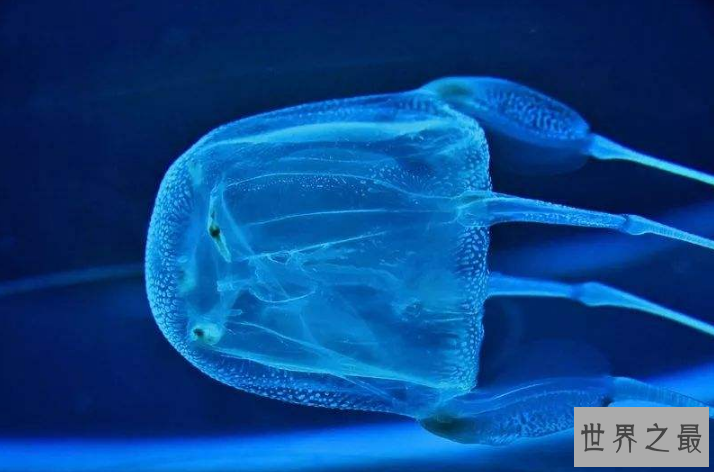 世界上最危险的十大动物 大白鲨仅列第五，大象最凶猛