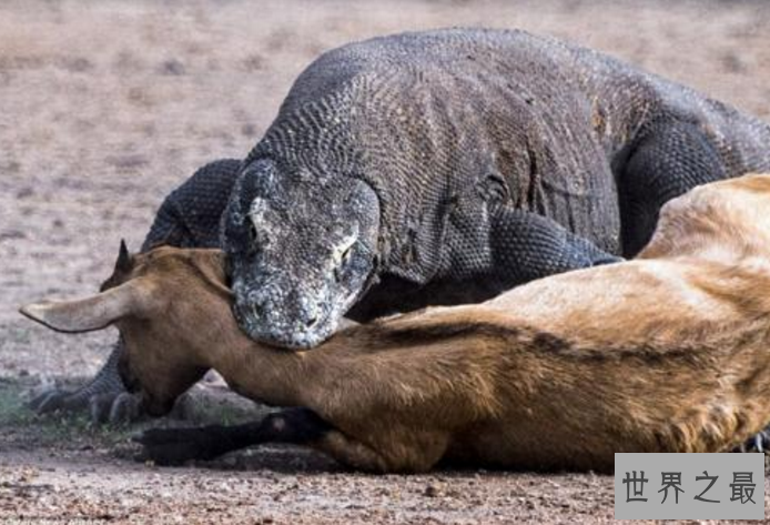 世界上最危险的十大动物 大白鲨仅列第五，大象最凶猛