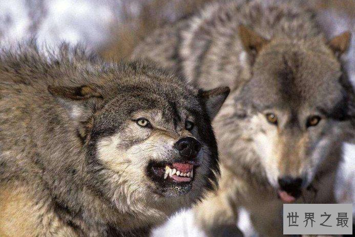 世界上最危险的十大动物 大白鲨仅列第五，大象最凶猛