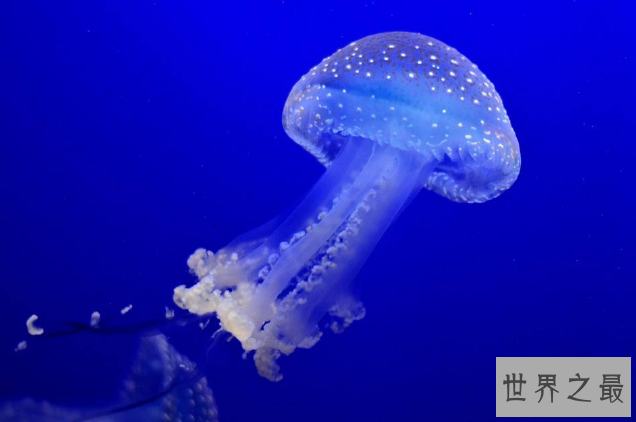 世界十大最美水母 颜值爆表却又非常危险