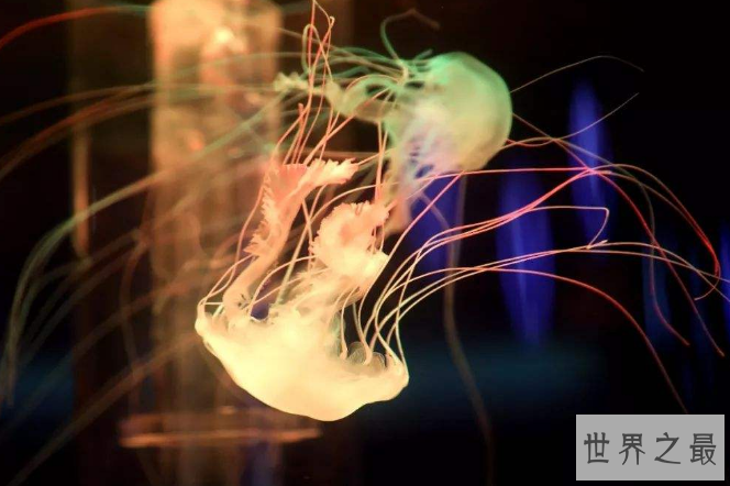 世界十大最美水母 颜值爆表却又非常危险