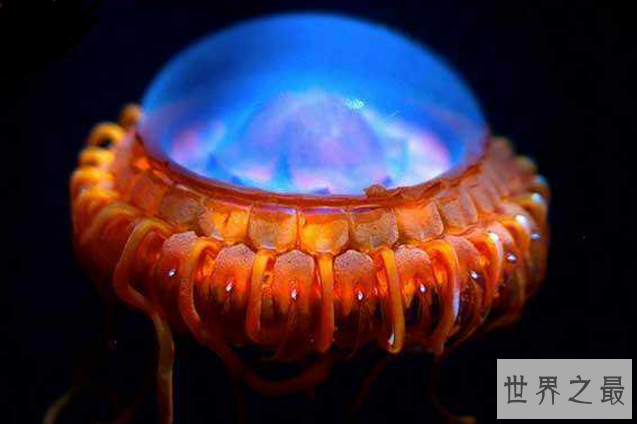 世界十大最美水母 颜值爆表却又非常危险