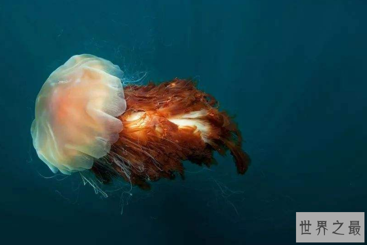 世界十大最美水母 颜值爆表却又非常危险