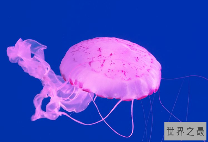 世界十大最美水母 颜值爆表却又非常危险