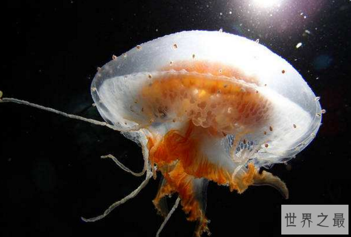 世界十大最美水母 颜值爆表却又非常危险