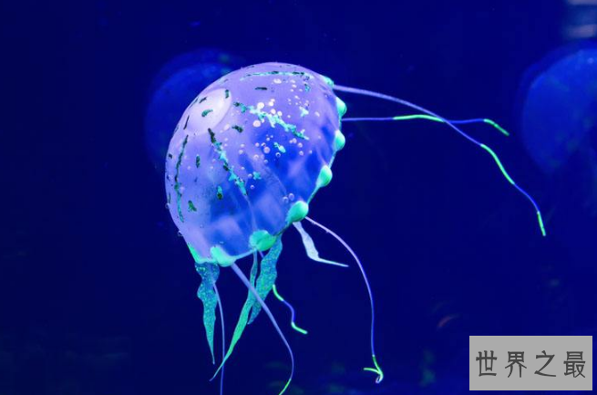 世界十大最美水母 颜值爆表却又非常危险