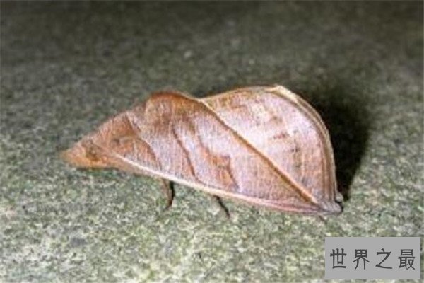 世界十大吸血鬼生物 壶夜蛾会反复叮咬，水蛭在乡村很常见