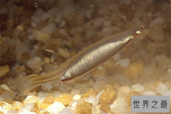 世界十大吸血鬼生物 壶夜蛾会反复叮咬，水蛭在乡村很常见