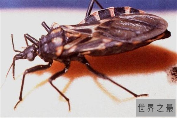 世界十大吸血鬼生物 壶夜蛾会反复叮咬，水蛭在乡村很常见