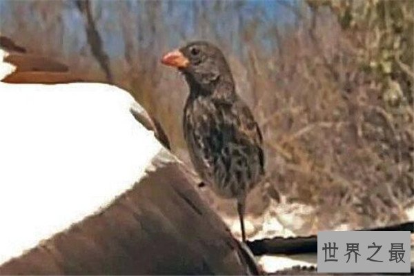 世界十大吸血鬼生物 壶夜蛾会反复叮咬，水蛭在乡村很常见