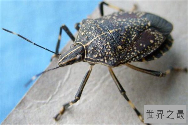 世界十大吸血鬼生物 壶夜蛾会反复叮咬，水蛭在乡村很常见