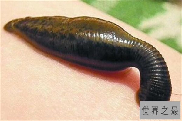 世界十大吸血鬼生物 壶夜蛾会反复叮咬，水蛭在乡村很常见