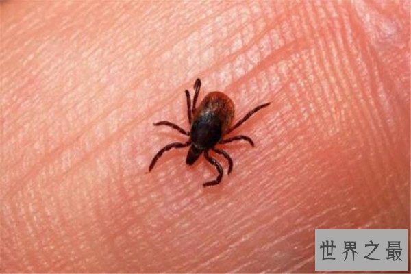 世界十大吸血鬼生物 壶夜蛾会反复叮咬，水蛭在乡村很常见