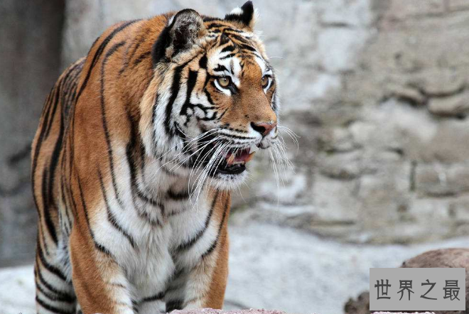 世界上最危险十大猫科动物 猎豹仅排第十，西伯利亚虎最凶猛