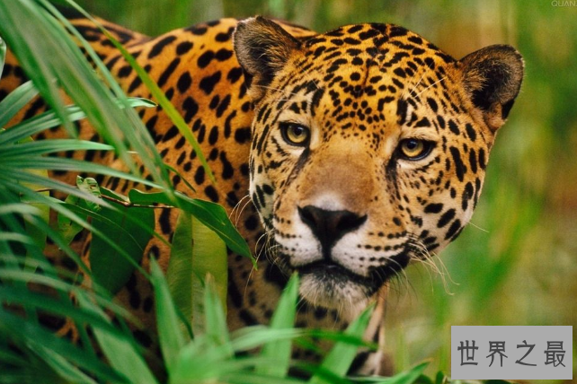 世界上最危险十大猫科动物 猎豹仅排第十，西伯利亚虎最凶猛