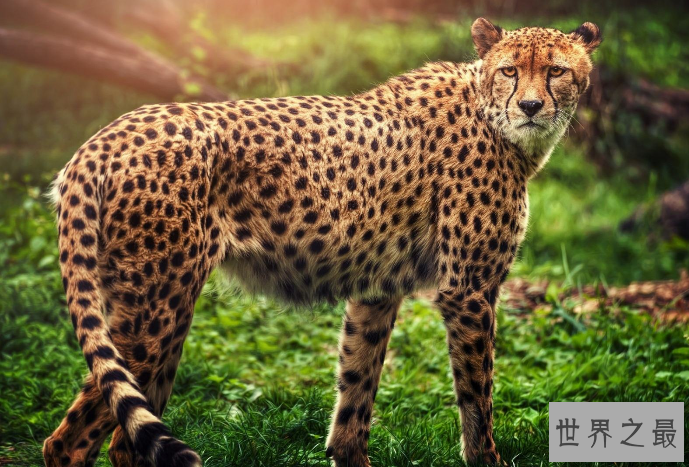 世界上最危险十大猫科动物 猎豹仅排第十，西伯利亚虎最凶猛