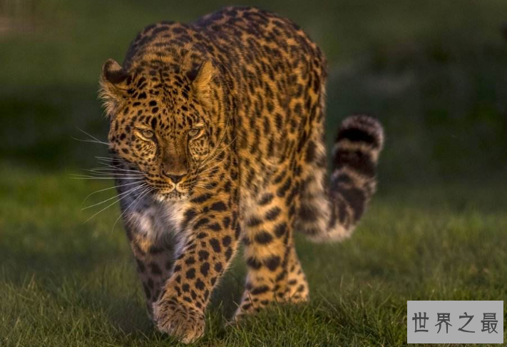 世界上最危险十大猫科动物 猎豹仅排第十，西伯利亚虎最凶猛