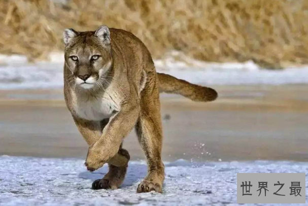 世界上最危险十大猫科动物 猎豹仅排第十，西伯利亚虎最凶猛