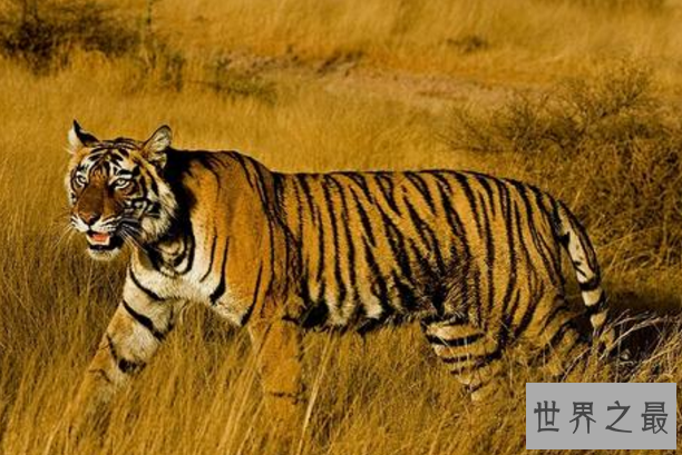 世界上最危险十大猫科动物 猎豹仅排第十，西伯利亚虎最凶猛