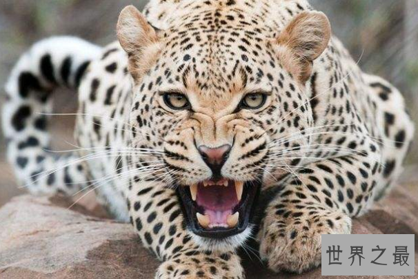 世界上最危险十大猫科动物 猎豹仅排第十，西伯利亚虎最凶猛