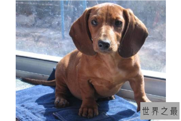 世界最记仇的5种狗 二哈上榜，吉娃娃脾气最大